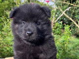 Chiots Eurasier LOF &agrave; vendre