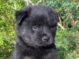 Chiots Eurasier LOF &agrave; vendre