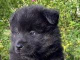 Chiots Eurasier LOF &agrave; vendre