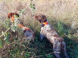 Chiots Epagneul Breton toutes couleurs à naître