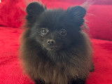 Spitz pomeranien femelle minuscule