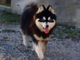 Chiots Pomsky F4 toy &agrave; vendre