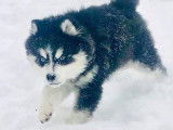 Chiots Pomsky F4 toy &agrave; vendre