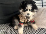 Chiots Pomsky F4 toy &agrave; vendre