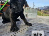 Chiot Cane Corso à vendre
