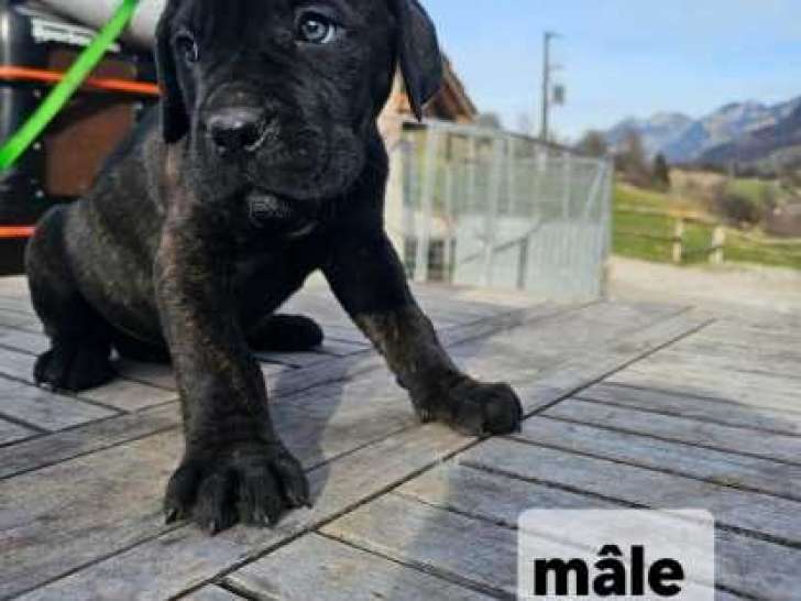 Chiot Cane Corso à vendre