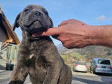 Chiot Cane Corso à vendre