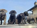Chiot Cane Corso à vendre