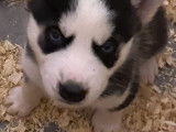 Chiots Husky Siberien à vendrre