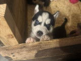 Chiots Husky Siberien à vendrre