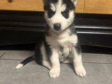 Chiots Husky Siberien à vendrre