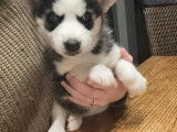 Chiots Husky Siberien à vendrre