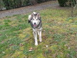 Chien adulte de type Malamute d'Alaska Mâle à vendre