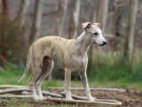 Chiots Whippets LOF à vendre