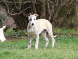 Chiots Whippets LOF à vendre