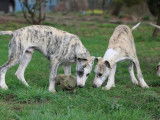 Chiots Whippets LOF à vendre