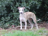 Chiots Whippets LOF à vendre