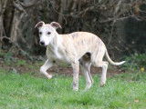 Chiots Whippets LOF à vendre