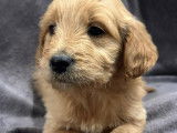 Chiots Golden Doodle à réserver