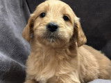 Chiots Golden Doodle à réserver