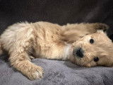 Chiots Golden Doodle à réserver