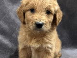 Chiots Golden Doodle à réserver