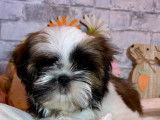 À vendre : 2 chiots Shih Tzu LOF