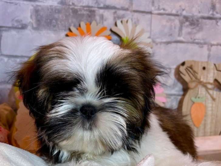 À vendre : 2 chiots Shih Tzu LOF