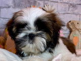 À vendre : 2 chiots Shih Tzu LOF
