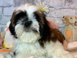 À vendre : 2 chiots Shih Tzu LOF