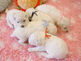 5 chiots Bichons Frisés LOF à vendre