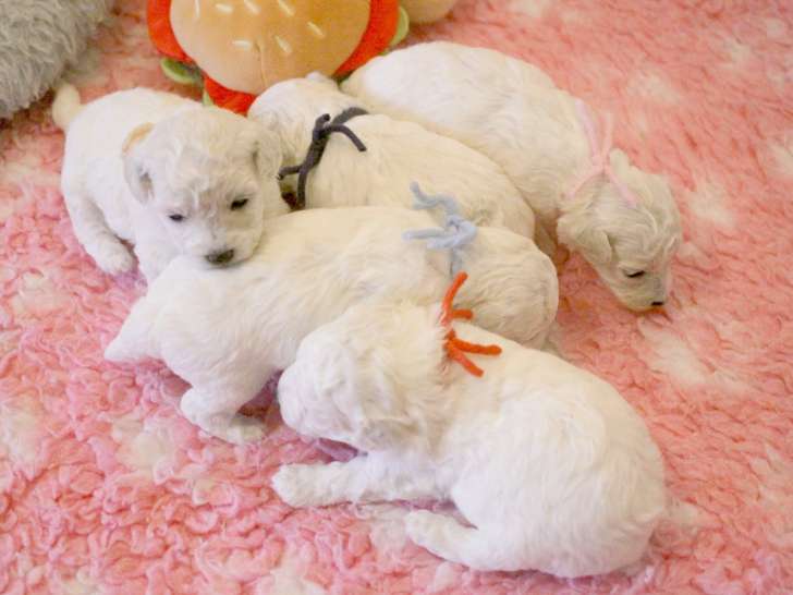 5 chiots Bichons Frisés LOF à vendre