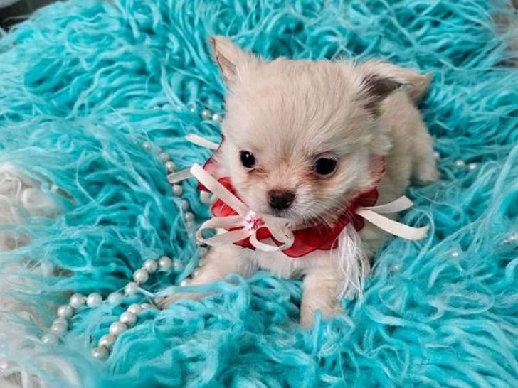 À réserver : un chiot mâle Chihuahua LOF