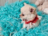 À réserver : un chiot mâle Chihuahua LOF