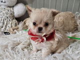 À réserver : un chiot mâle Chihuahua LOF