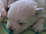 3 chiots femelles Westies LOF disponibles à la réservation