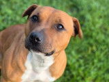 À vendre : une chienne Staffordshire Bull Terrier LOF