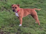 À vendre : une chienne Staffordshire Bull Terrier LOF