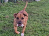 À vendre : une chienne Staffordshire Bull Terrier LOF