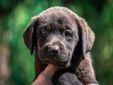 7 chiots Labradors Retrievers LOF à vendre