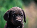 7 chiots Labradors Retrievers LOF à vendre