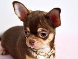 Une chienne Chihuahua LOF disponible à la vente