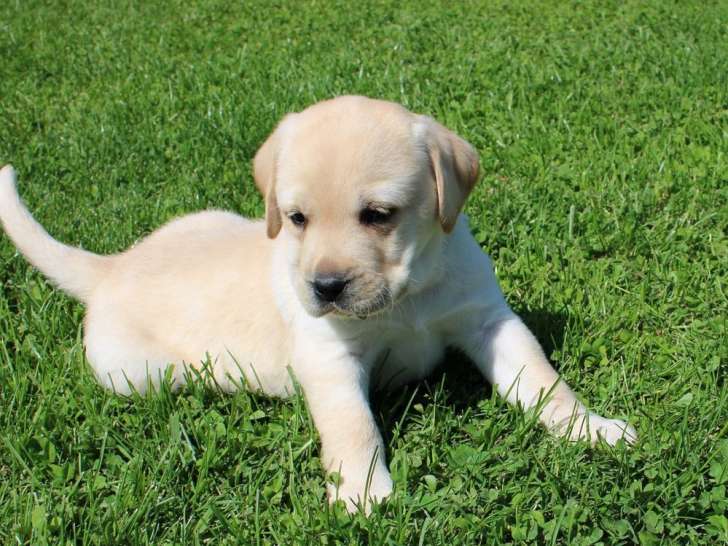 À réserver : un chiot mâle Labrador LOF