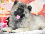 À vendre : 4 chiots Spitz-Loups LOF