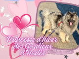À vendre : 4 chiots Spitz-Loups LOF