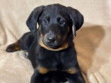 À vendre, 5 chiots Beaucerons LOF