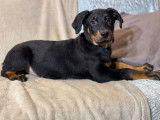 À vendre, 5 chiots Beaucerons LOF