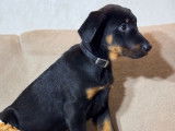 À vendre, 5 chiots Beaucerons LOF