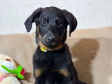 À vendre, 5 chiots Beaucerons LOF