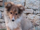 4 chiots Bergers des Shetland LOF disponibles à la vente